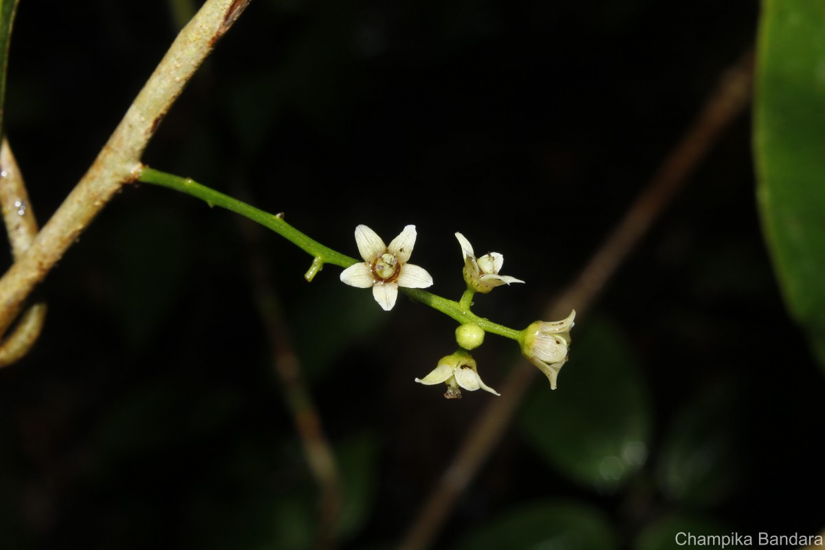 Semecarpus acuminatus Thwaites